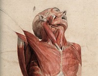 Head, neck and chest of écorché, lying supine, with eyes and mouth open. Watercolour, 18--.