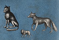 Two foxes and a lion. Cut-out engravings pasted onto paper, 16--.