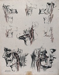 The circulatory system: dissections of the neck, jaw and face of a man, with arteries and blood vessels indicated in red. Coloured lithograph by J. Maclise, 1841/1844.