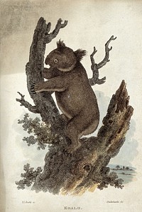 A koala bear climbing up a tree. Coloured etching by T. L. Busby after Cruikshanks.