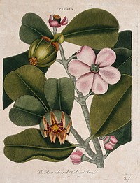 Rock balsam plant (Clusia rosea): flowering and fruiting branch. Coloured etching by J. Pass, c. 1800, after J. Ihle.