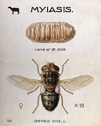 The larva and fly of the sheep-nostril-fly (Oestrus ovis). Coloured drawing by A.J.E. Terzi.