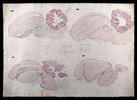 Brain of a sparrow with a tumour on the cerebellum: figures showing sections of the brain. Watercolour and ink with pencil sketches, possibly by D. Gascoigne Lillie, ca. 1905.
