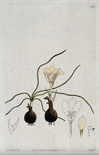 A plant (Haylockia pusilla): flowering plants and floral segments. Coloured engraving by S. Watts, c. 1830, after W. Herbert.