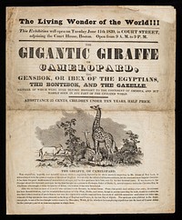 The gigantic giraffe or camelopard, the gensbok, or ibex of the Egyptians, the bontibok, and the gazelle : neither of which were ever before brought to the continent of America, and but barely seen in any part of the civilized world ...