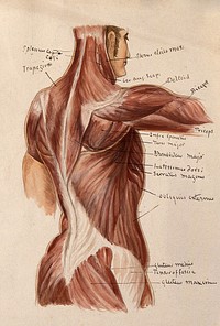 Muscles of the trunk: an écorché figures showing a side view of the torso. Watercolour by A. Mongrédien, ca. 1880.