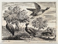 A heron and ducks by the water's edge. Engraving by F. Place, ca. 1690, after F. Barlow.