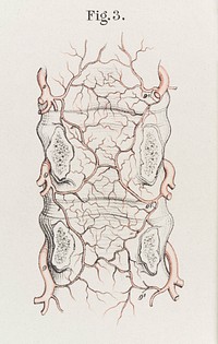 The anatomy of the arteries of the human body and its applications to pathology and operative surgery with a series of lithographic drawings / / by Richard Quain. The drawings from nature and on stone by Joseph Maclise.