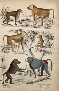 Six different species of baboon are shown in their natural habitat. Coloured etching by S. Milne and Turvey.