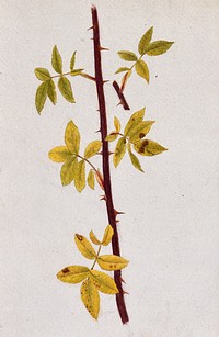 Rose stem with autumn leaves. Watercolour drawing.
