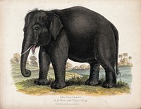 Zoological Society of London: an elephant. Coloured etching.