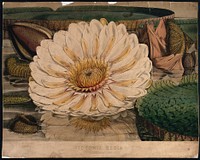 Giant water lily (Victoria amazonica): an expanded flower with surrounding leaves and buds. Coloured lithograph by W. Fitch, c. 1845, after himself.