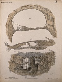 The ear: three diagrams showing the microscopic structure of ampulla of the semicircular canals. Colour lithograph by F. Foedisch, ca. 1875.