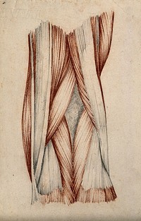 Muscles and tendons of the knee-joint. Red chalk and pencil drawing by or associated with A. Durelli, ca. 1837.
