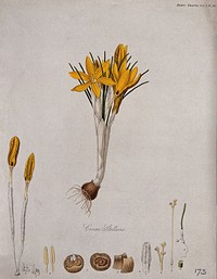 A crocus (Crocus stellaris): entire flowering plant and its anatomical segments. Coloured etching, c. 1812.