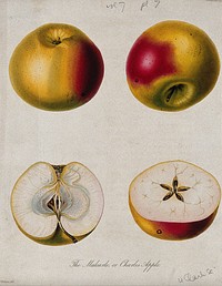The Malcarle apple (Malus pumila cv.): two entire and two sectioned fruit. Coloured etching by W. Clark, c. 1830, after Mrs. Withers.
