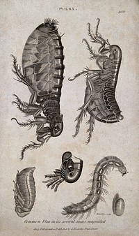 Common flea (Pulex species): adult, pupa, larva and egg. Engraving by M. Griffiths, ca. 1805.