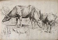A study of cows in various positions. Engraving.