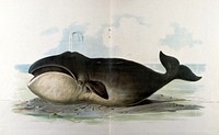 A Bowhead whale resting on a sandbank. Chromolithograph by F. Gerasch after A. Gerasch, 1860/1880.