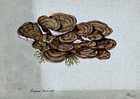 A bracket fungus (Coriolus versicolor): a large group of fruiting bodies. Watercolour, 1902.