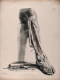 The circulatory system: dissection of the front of the lower leg and the ankle, with arteries  indicated in red and blue. Coloured lithograph by J. Maclise, 1841/1844.