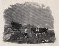 A cowherdess lifts her skirt to wade through shallow water and waves her stick towards the cows. Engraving by J. Brain after A. Cooper.