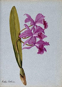 An orchid (Cattleya Boothiana): flowering stem. Watercolour.
