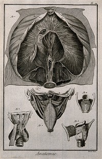 The diaphragm (fig. 1) after Haller, the pharynx, seen from the back and the larynx seen from the front (figs 2-3), after Duverney, and the larynx seen from the back and open and from the side (figs 4-5), after Eustachius. Engraving by Benard, late 18th century.