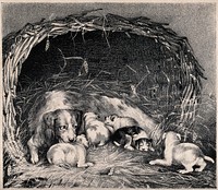 A basket with a bitch and her puppies resting on straw. Chalk lithograph by J. W. Giles after R. B. Davies.