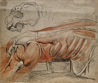 Écorché cadaver lying prone, showing a right view of the muscles and bones of the side and back of the thorax and thighs, and a drawing of the bones of the pelvis. Black and red chalk drawing, by C. Landseer, ca. 1815.