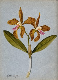 An orchid (Cattleya Schofieldianum): flowering stem. Watercolour.