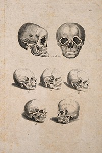 Human skulls: seven figures. Line engraving, 1770/1830.