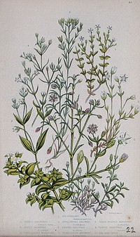 Six flowering plants: five types of sandwort (Arenaria species) and a sea purslane (Honkenya peploides). Chromolithograph by W. Dickes & co., c. 1855.