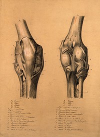 The knee joint: two studies, showing the bones and ligaments of the knee. Pencil and black chalk drawing, with bodycolour, 1840/1880.