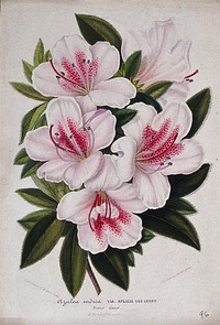 An Indian azalea (Rhododendron cultivar): flowering stem. Chromolithograph by L. Stroobant, c. 1863, after J. Vandamme.