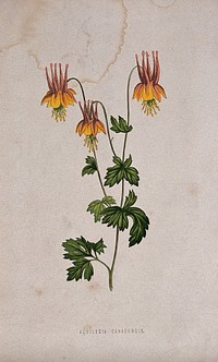 A columbine (Aquilegia canadensis): flowering stem. Chromolithograph, c. 1870, after H. Briscoe.