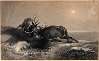 A nocturnal battle between two stags. Steel engraving by G. Zobel after E. H. Landseer.