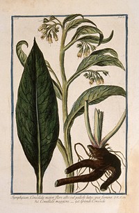 Comfrey (Symphytum officinale L.): flowering stem with separate leaf and rootstock. Coloured etching by M. Bouchard, 1774.