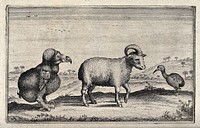 A dodo, a one-horned ram and a kiwi are standing in front of an exotic landscape. Etching.