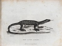 A laced lizard in Australia. Etching by S.T. Edwards, 1789.