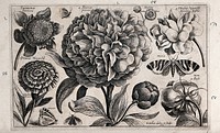 A large paeony (Paeonia species) surrounded by various flowers and moths. Etching by W. Hollar, 1663, after himself.