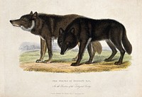 Zoological Society of London: two wolves of Hudson Bay. Coloured etching by W. Panormo.