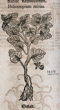 A heliotrope (Heliotropium minus): entire flowering plant. Woodcut.
