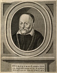 Hieronymus Fabricius of Aquapendente. Line engraving.