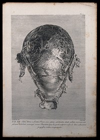 Dissection of the pregnant uterus at eight months, showing the distribution of the larger uterine vessels. Copperplate engraving by Menil after I.V. Rymsdyk, 1774, reprinted 1851.