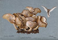 A fungus (Clitocybe phyllophila) growing on soil. Watercolour, 1898.