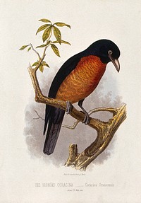 A oronoko coracina bird (Coracina oronocensis). Colour lithograph, ca. 1875.