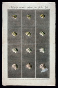 Twelve stages in the sequence from the head of a frog to the head of a primitive man. Coloured etchings by Christian von Mechel after J.C. Lavater, 1797.
