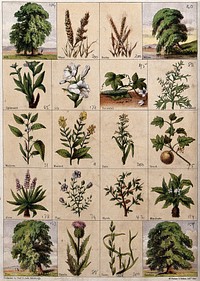 Twenty trees, herbs and shrubs of the bible. Chromolithograph, c. 1850.