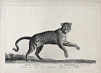 A panther. Etching by S. C. Miger, ca. 1808, after N. Maréchal.